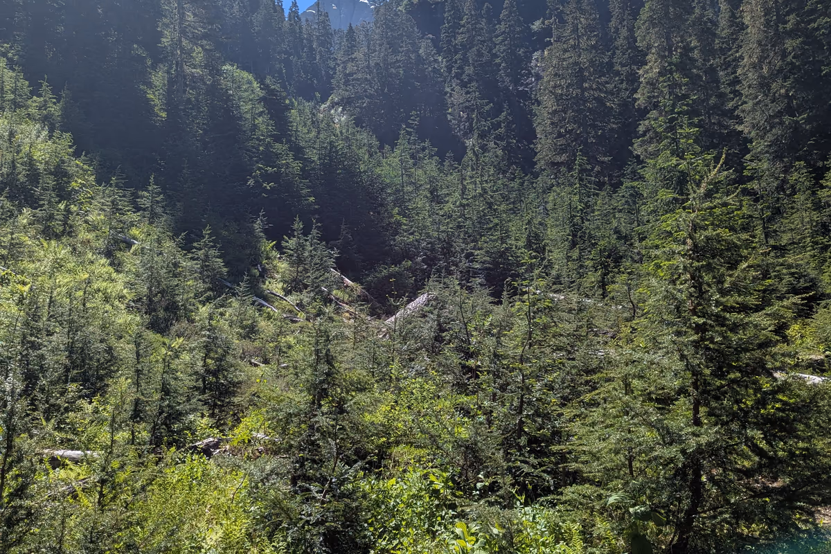 Shy mountain peeking out from behind the trees