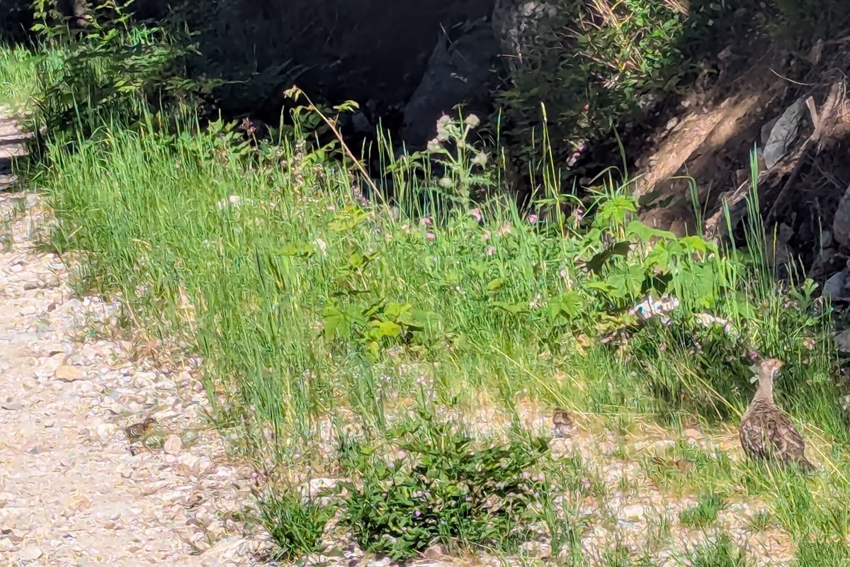 Grouse spotted, and the luxurious gravel road