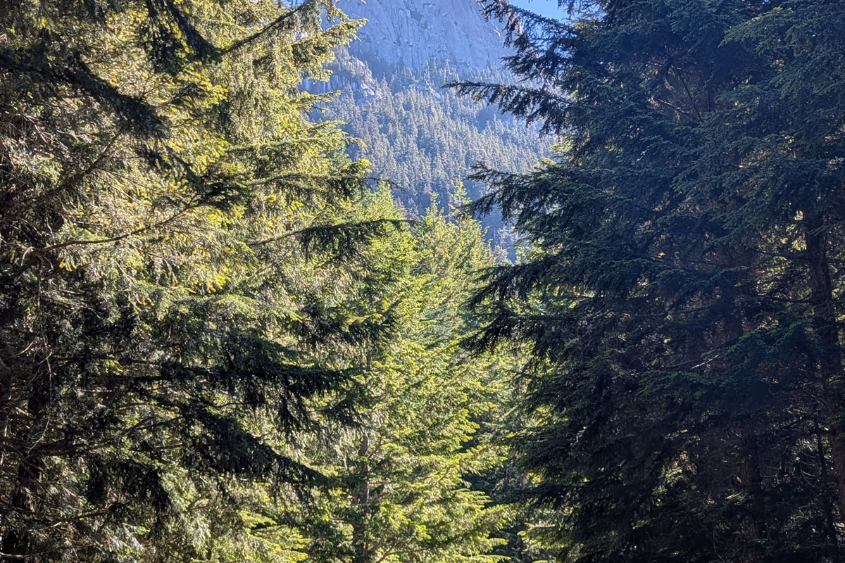 Habrich, tantalizing through the treetops