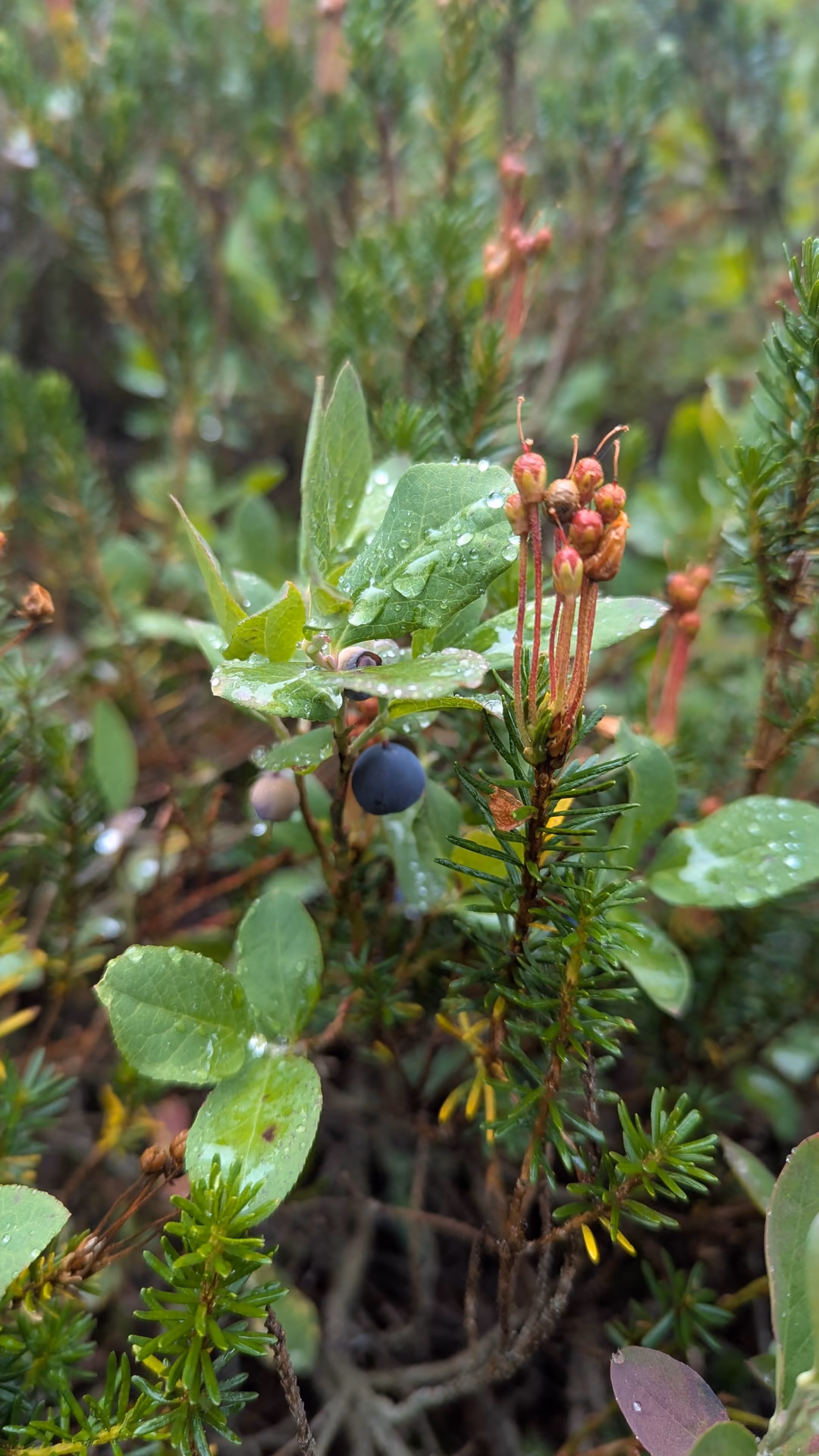 Huckleberries, bears must love these