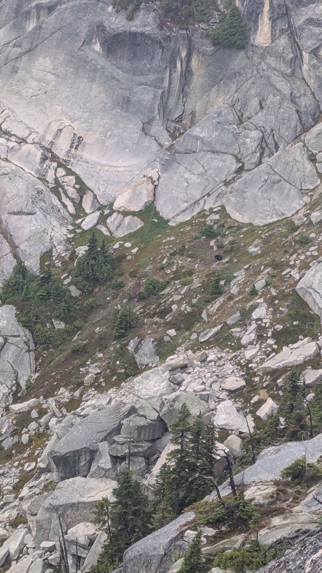 That spec on the photo is a chunky Black Bear