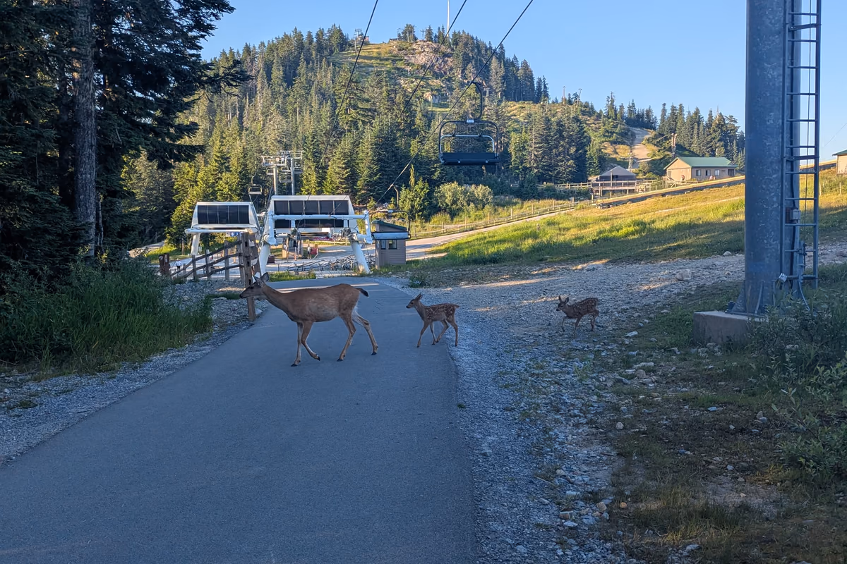 Oh deer...
