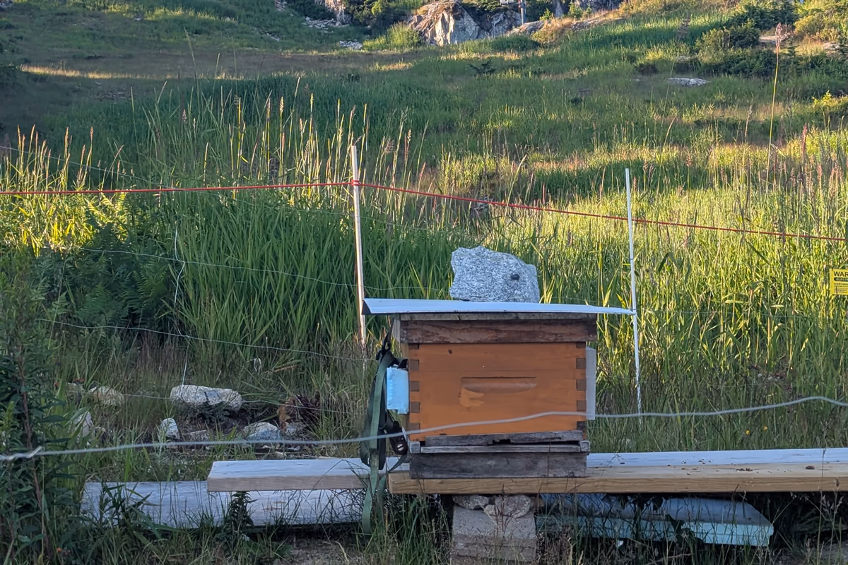 Secretive beehive, nestled in the mountain field