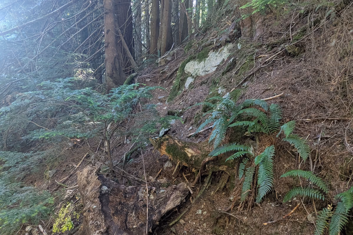 Trail?