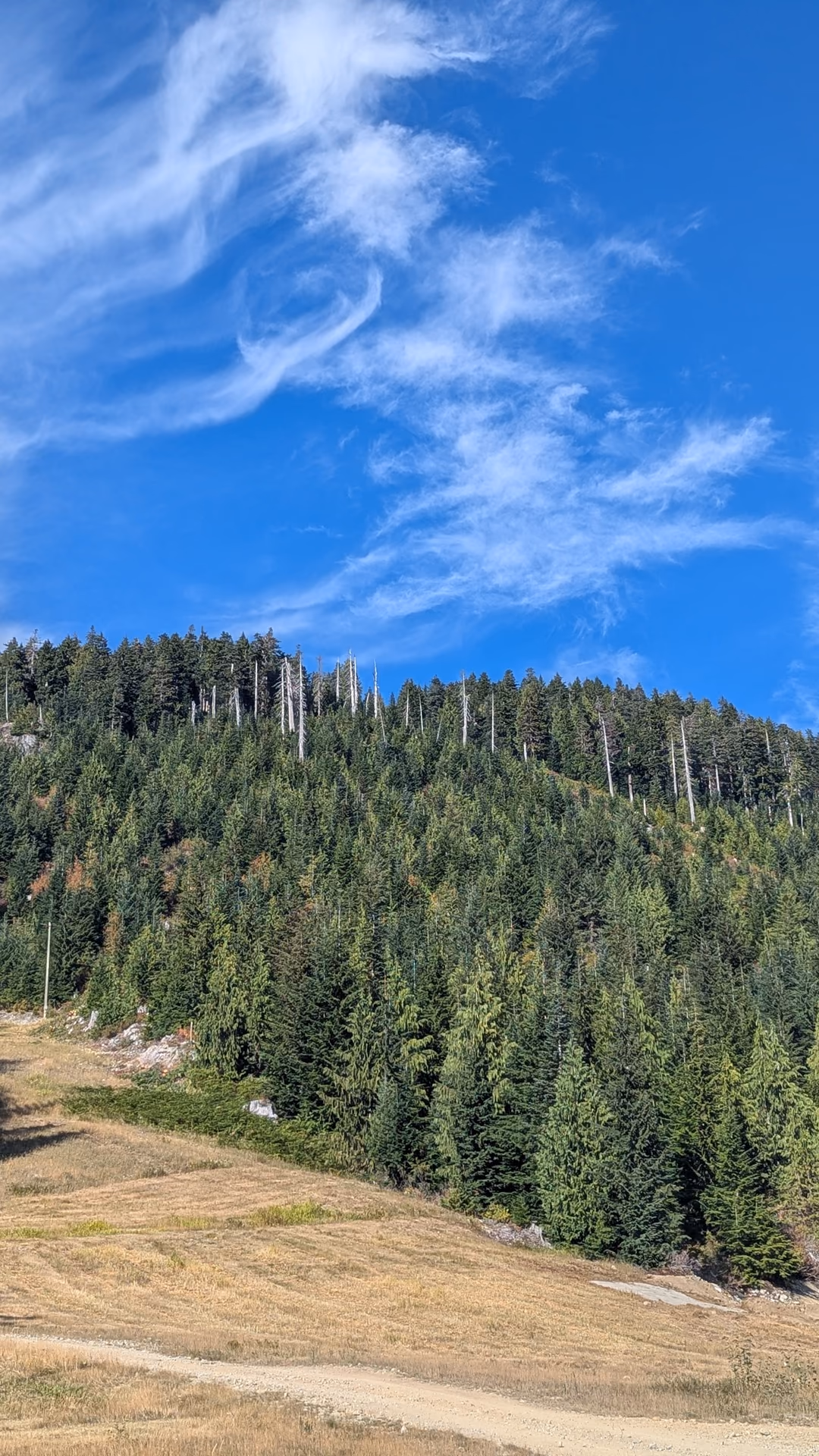 These tree runs would be terrific for skiing. If only they had a bit more glading...