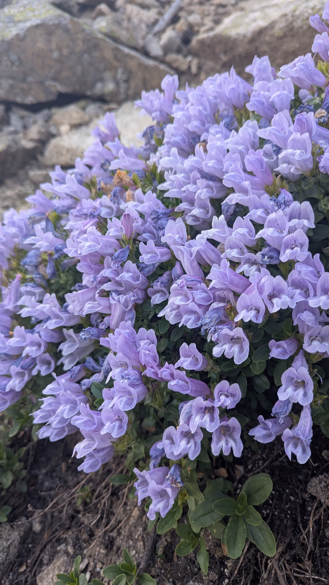 Alpine flowers